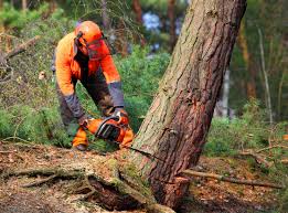 Best Hazardous Tree Removal  in Boone, IA